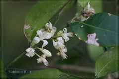 Atalantia monophylla